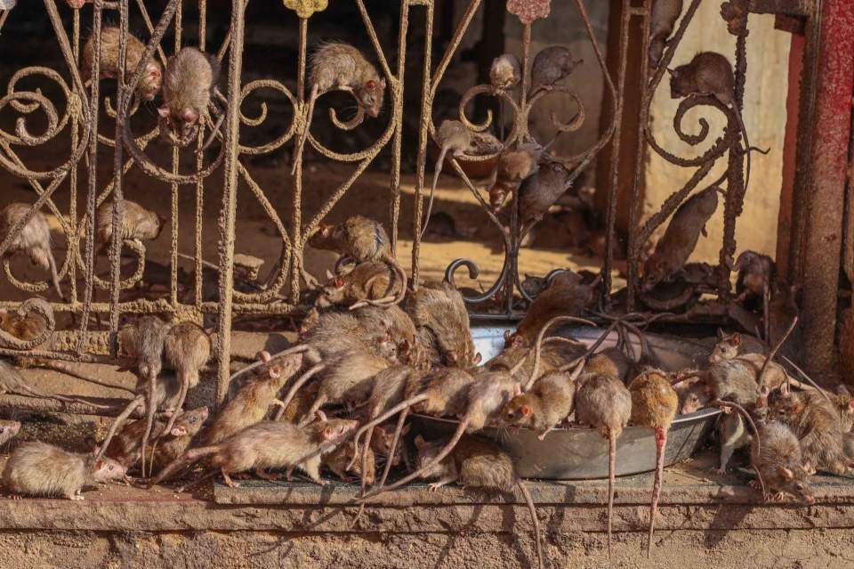 Some of the 25,000 inhabitants of the “rat temple” in Deshnoke, Rajasthan, where rats are worshipped and pampered with every good thing but the poor go hungry.